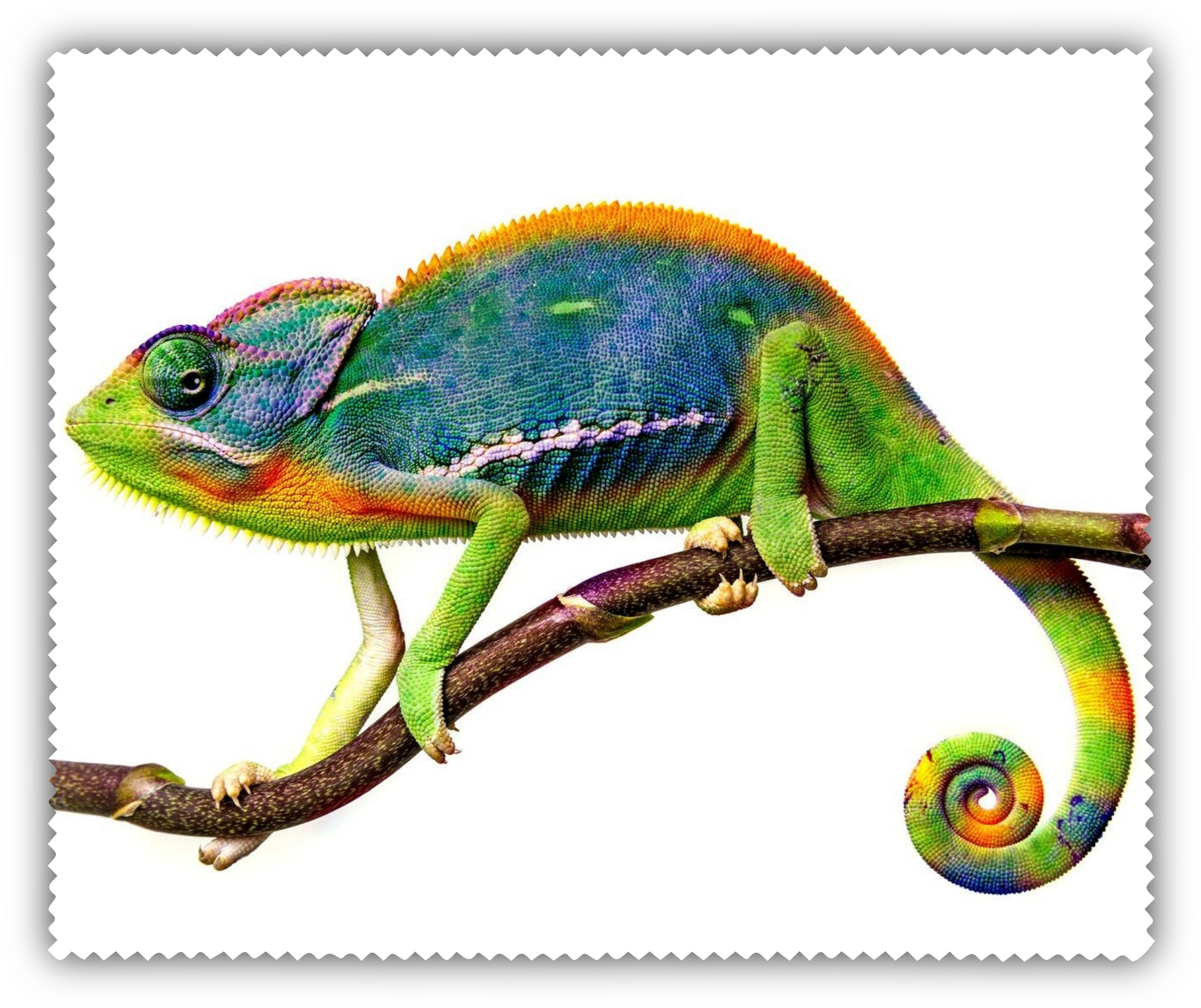 Čistící utěrka - chameleon